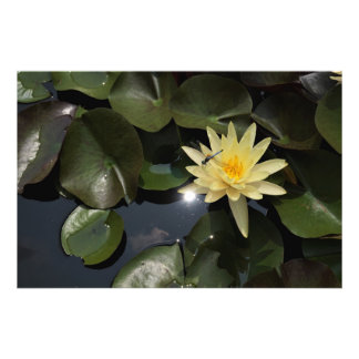 Impression Photo Nénuphar 36"x24"