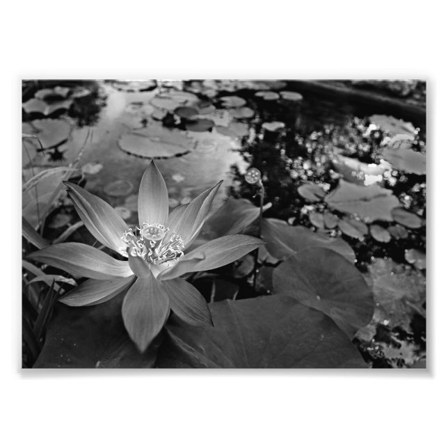Impression Photo Nénuphar noir et blanc (Devant)