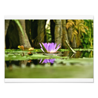 IMPRESSION PHOTO NÉNUPHAR VIOLET SE REFLÉTANT DANS UN ÉTANG