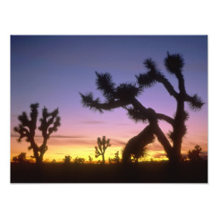 Impression Photo NEVADA. USA. Joshua (Yucca brevifolia)