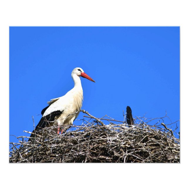 Impression Photo Nid de la cigogne (Devant)
