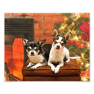 Impression Photo Noël Chihuahua
