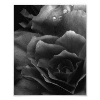 Impression Photo Noir et blanc Gros plan d'une double Begonia