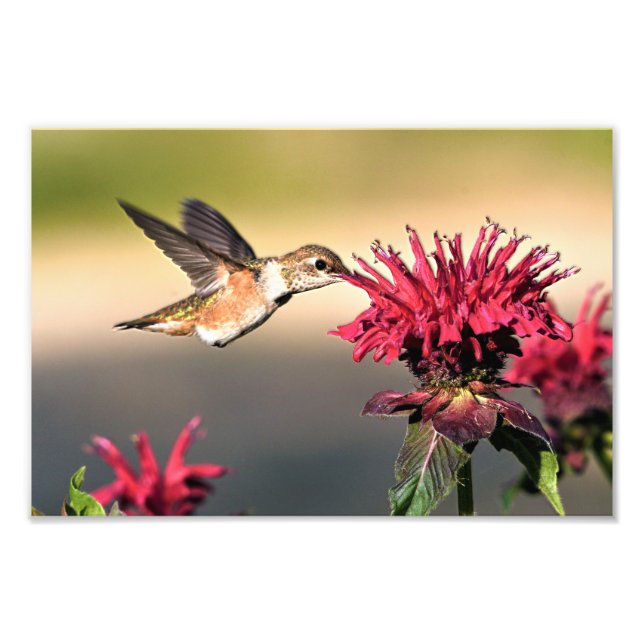 Impression Photo Nourriture des fleurs de colibri (Devant)