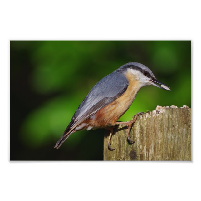 Impression photo Nuthatch (Devant)