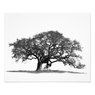 IMPRESSION PHOTO OAK TREE