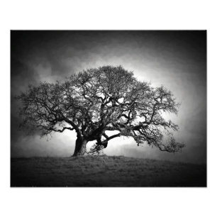 IMPRESSION PHOTO OAK TREE