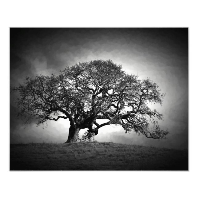 IMPRESSION PHOTO OAK TREE (Devant)