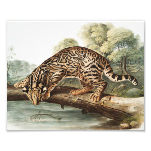 Impression Photo Ocelot, chat léopard (Felis pardalis) Illustration
