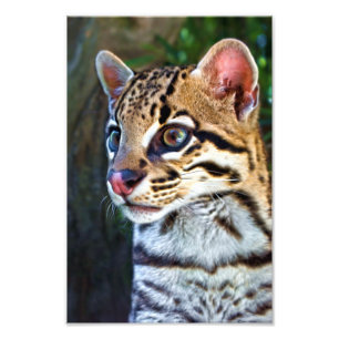 Impression Photo Ocelot - Mini Jaguar sauvage