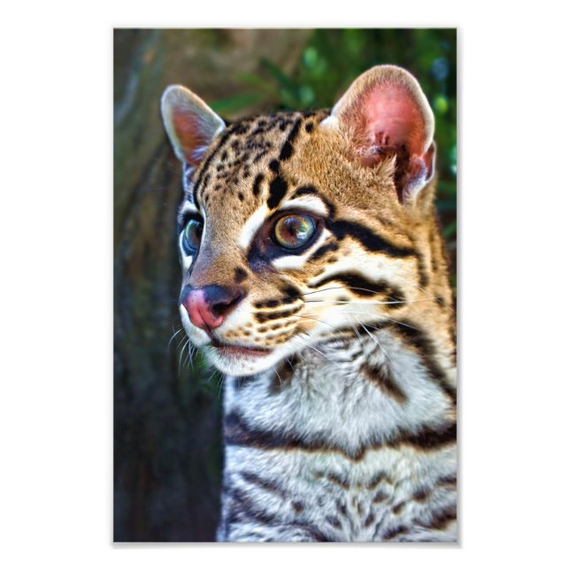 Impression Photo Ocelot - Mini Jaguar sauvage (Devant)