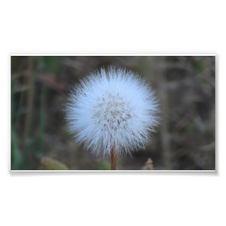 Impression Photo Ochoco Black Canyon Flora Flower Botany Fleur sauv