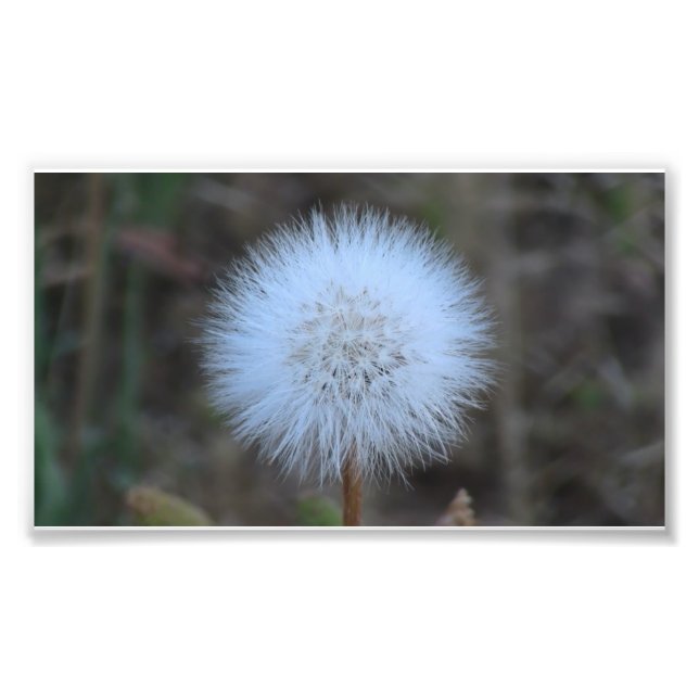 Impression Photo Ochoco Black Canyon Flora Flower Botany Fleur sauv (Devant)