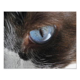 Impression Photo Oeil de chat