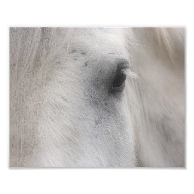 Impression Photo Oeil de Cheval Percheron Blanc 8x10 (Devant)