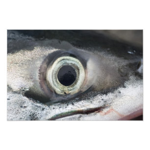 Impression Photo Oeil saumon