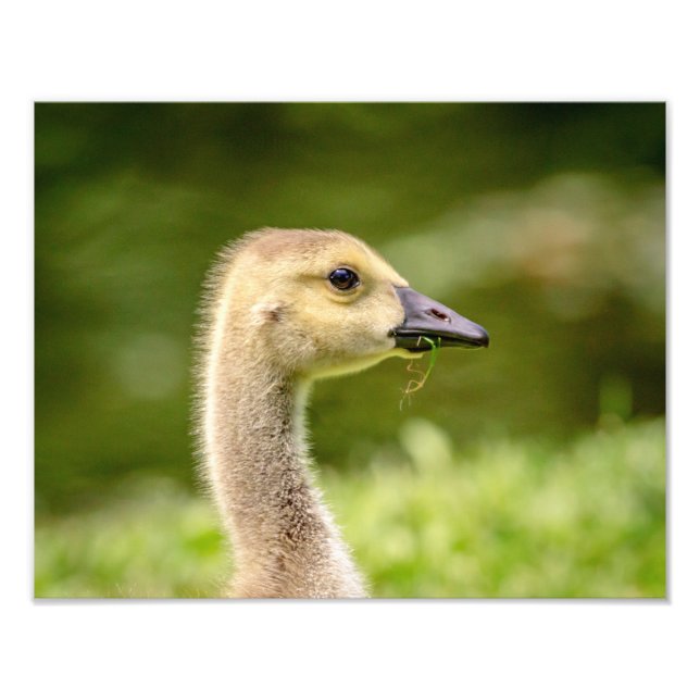 Impression Photo Oie canadienne 14x11 (Gosling) (Devant)