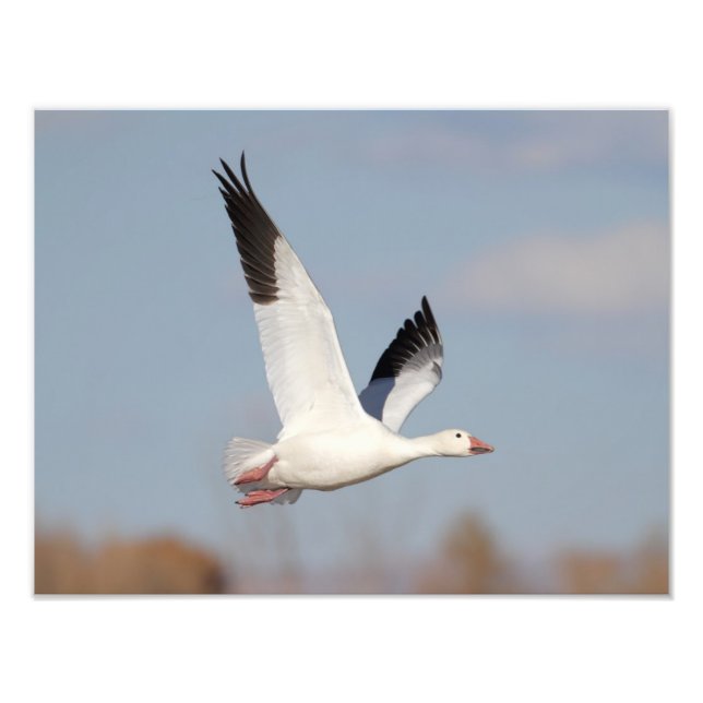 Impression Photo Oie haut dans le ciel (Devant)