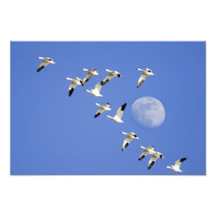 Impression Photo Oies des neiges prend son envol au lac Freezeout N