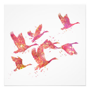 Impression Photo Oies Oiseaux Forêt Sauvage Nature Monde Terre Vol