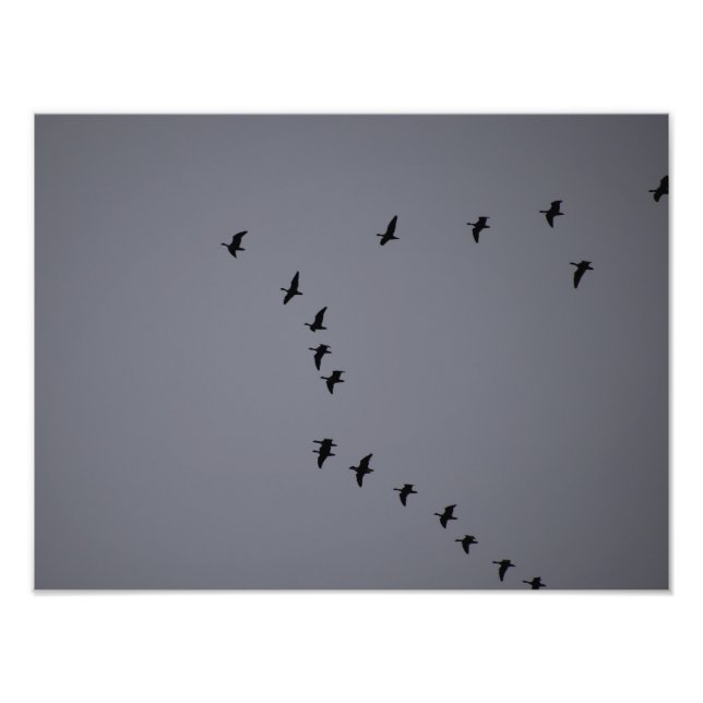 Impression Photo Oies sauvages (Devant)