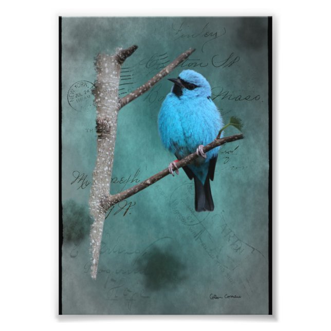 Impression Photo Oiseau bleu sur une branche en techniques mixtes (Devant)