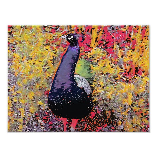 Impression Photo Oiseau coloré Peacock (Devant)