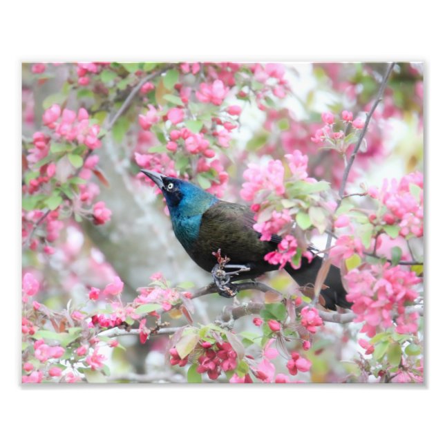 Impression Photo Oiseau commun de charrue dans l'arbre de pomme du  (Devant)