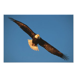Impression Photo Oiseau de proie, aigle à tête blanche en vol, Kach