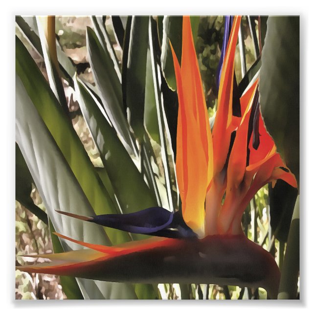 Impression Photo Oiseau du Paradis Strelitzia Reginae Acrylique Pai (Devant)