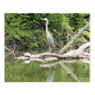 Impression Photo oiseau et tortue