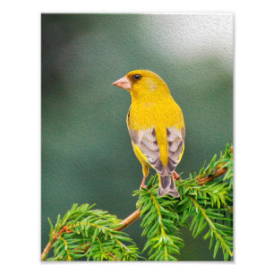 Impression Photo Oiseau jaune sur la branche