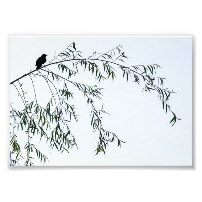 Impression Photo Oiseau noir sur saule (Devant)