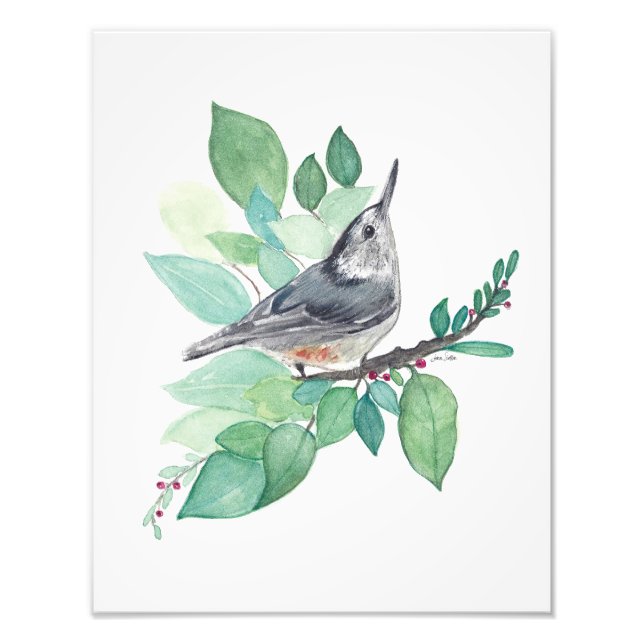 Impression Photo Oiseau nuthatch à poitrine blanche (Devant)