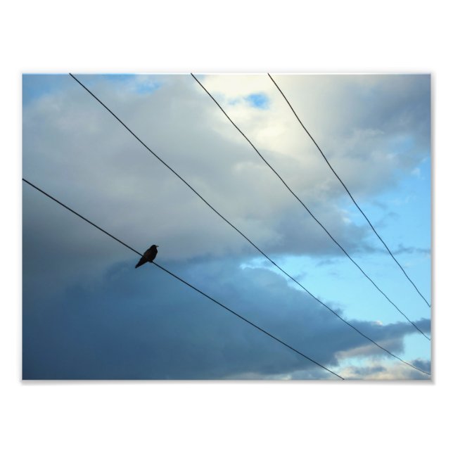 Impression Photo Oiseau sur fil (Devant)