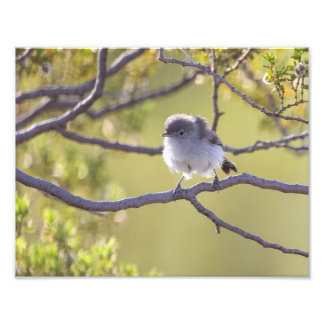 Impression Photo Oiseau sur Twig (Bushtit)