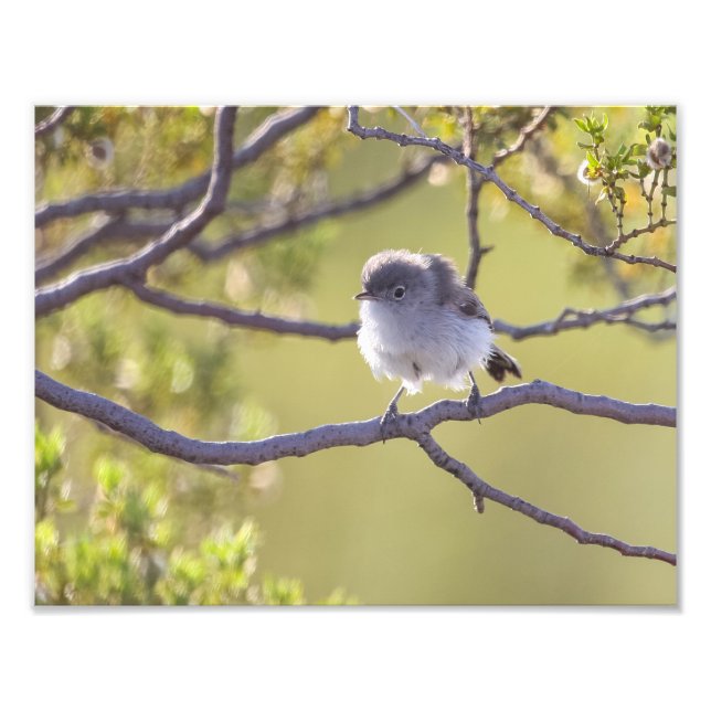 Impression Photo Oiseau sur Twig (Bushtit) (Devant)