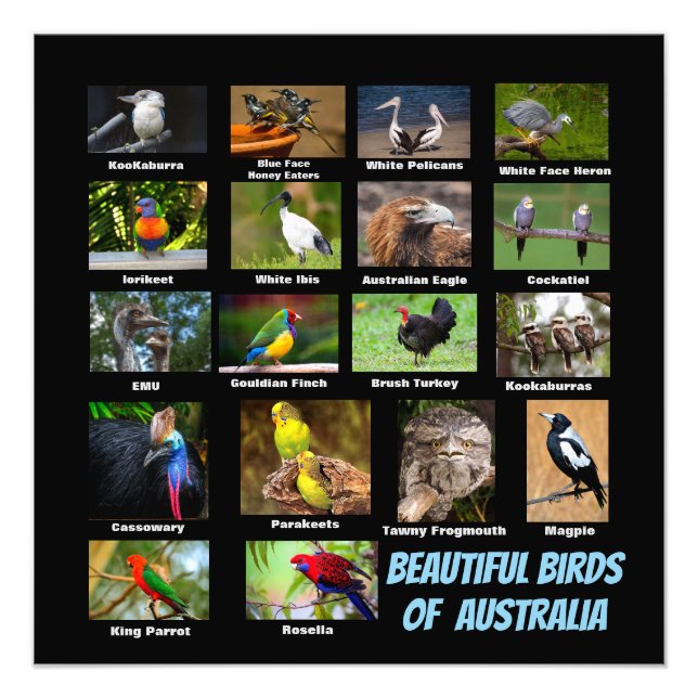 Impression Photo Oiseaux d'Australie (Devant)