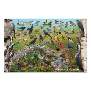 Impression Photo Oiseaux de jardin de Virginie 17"x11"