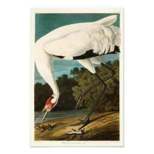 Impression Photo Oiseaux de John James Audubon de grue de huée de