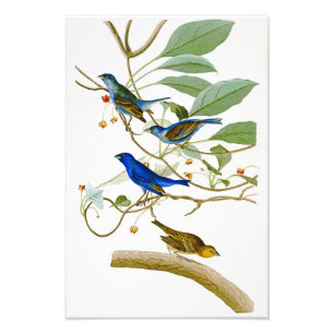 Impression Photo Oiseaux de John James Audubon d'étamine d'indigo