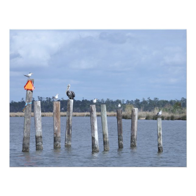 Impression Photo Oiseaux en poste dans le lac (Devant)