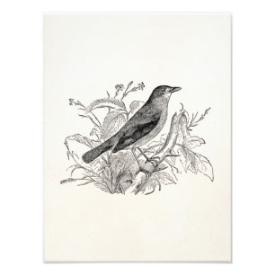 Impression Photo Oiseaux personnalisés par oiseau vintage de