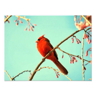 Impression Photo Oiseaux rouges et fleurs de cerisiers