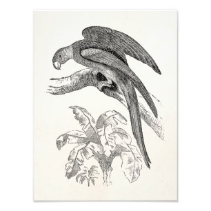 Impression Photo Oiseaux vintages - Carolina Parrots Oiseaux tropic