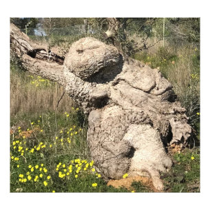 Impression Photo Olive Tree in Yoga Position