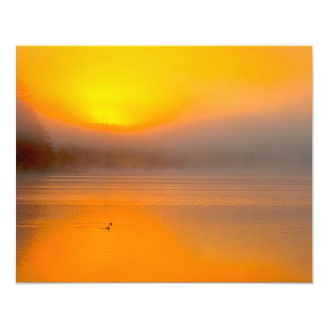 Impression Photo Ombre Sunrise brillant sur deux Canards Nature Pho (Devant)