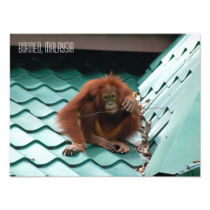 Impression Photo Orang-outan dans la jungle de Sabah Bornéo