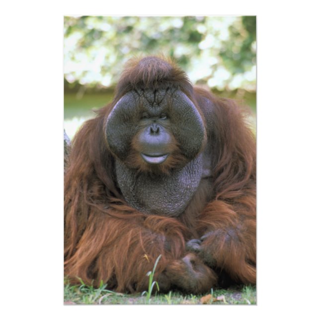 Impression Photo Orang-outan Pongo Pygmaeus (Devant)