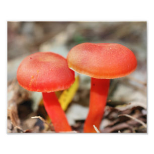 Impression Photo Orange Champignons Paire Nature Imprimer